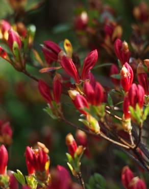 Fotografia 5 da espécie Rhododendron kaempferi no Jardim Botânico UTAD