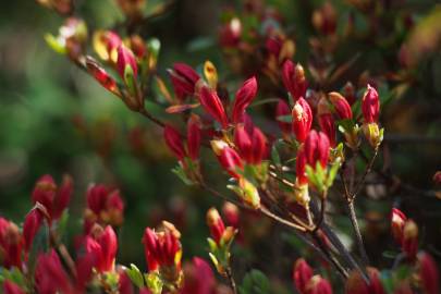 Fotografia da espécie Rhododendron kaempferi