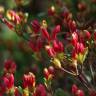 Fotografia 5 da espécie Rhododendron kaempferi do Jardim Botânico UTAD