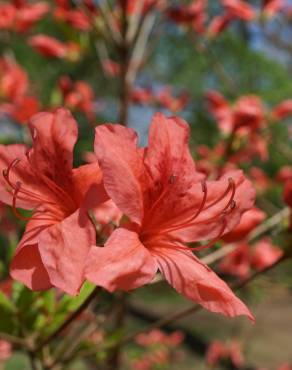 Fotografia 6 da espécie Rhododendron kaempferi no Jardim Botânico UTAD