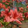 Fotografia 6 da espécie Rhododendron kaempferi do Jardim Botânico UTAD