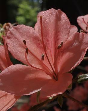 Fotografia 7 da espécie Rhododendron kaempferi no Jardim Botânico UTAD