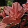 Fotografia 7 da espécie Rhododendron kaempferi do Jardim Botânico UTAD