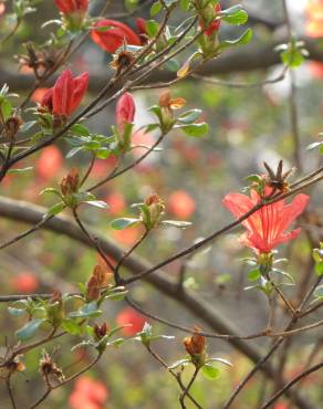 Fotografia 8 da espécie Rhododendron kaempferi no Jardim Botânico UTAD