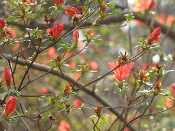 Fotografia da espécie Rhododendron kaempferi