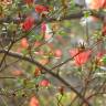 Fotografia 8 da espécie Rhododendron kaempferi do Jardim Botânico UTAD