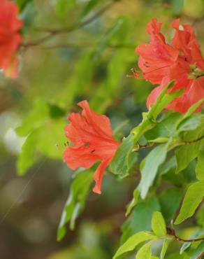 Fotografia 9 da espécie Rhododendron kaempferi no Jardim Botânico UTAD