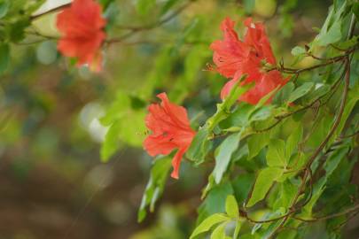 Fotografia da espécie Rhododendron kaempferi