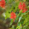 Fotografia 9 da espécie Rhododendron kaempferi do Jardim Botânico UTAD