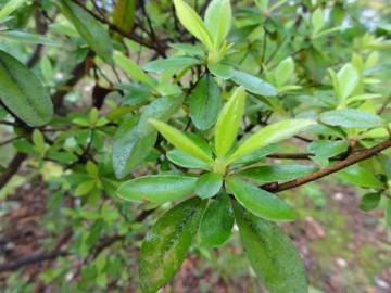 Fotografia da espécie Rhododendron kaempferi