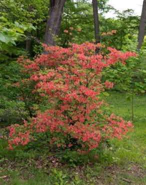 Fotografia 11 da espécie Rhododendron kaempferi no Jardim Botânico UTAD