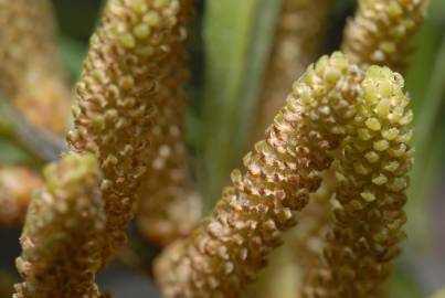 Fotografia da espécie Podocarpus macrophyllus