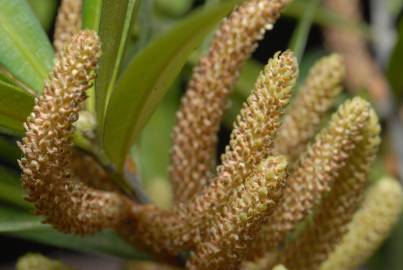 Fotografia da espécie Podocarpus macrophyllus