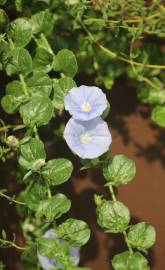 Fotografia da espécie Convolvulus sabatius