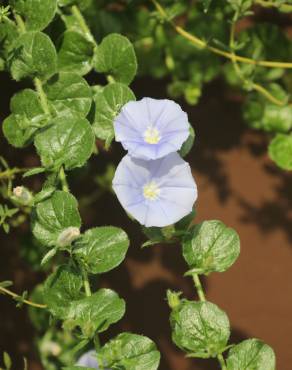 Fotografia 1 da espécie Convolvulus sabatius no Jardim Botânico UTAD