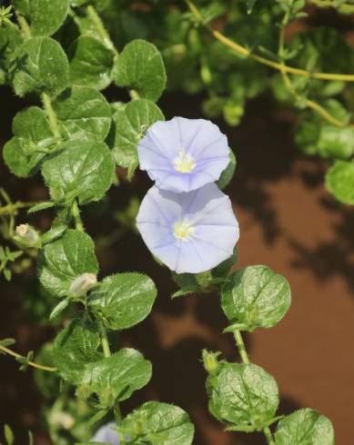 Fotografia de capa Convolvulus sabatius - do Jardim Botânico