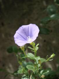 Fotografia da espécie Convolvulus sabatius