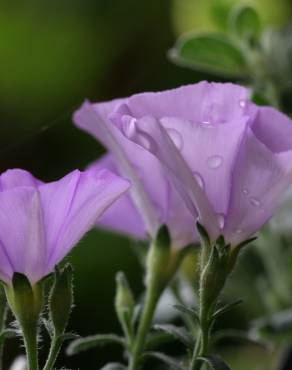 Fotografia 5 da espécie Convolvulus sabatius no Jardim Botânico UTAD