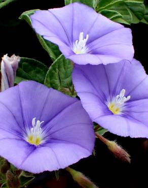 Fotografia 8 da espécie Convolvulus sabatius no Jardim Botânico UTAD