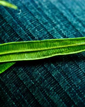 Fotografia 1 da espécie Pteris vittata no Jardim Botânico UTAD