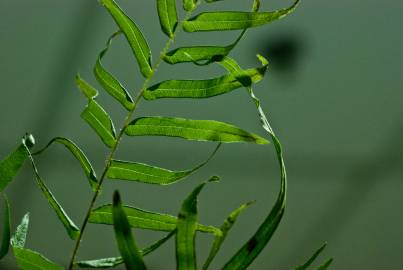 Fotografia da espécie Pteris vittata