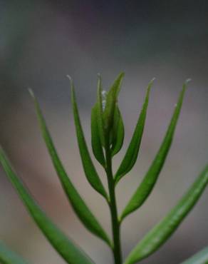 Fotografia 3 da espécie Pteris vittata no Jardim Botânico UTAD