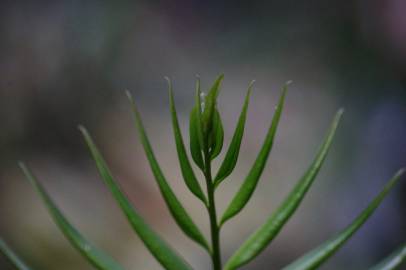 Fotografia da espécie Pteris vittata