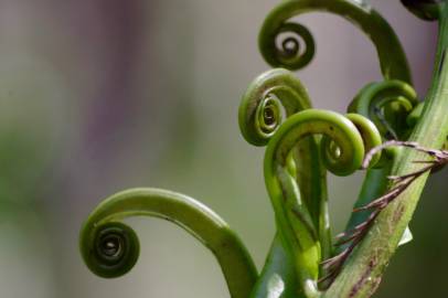 Fotografia da espécie Pteris vittata