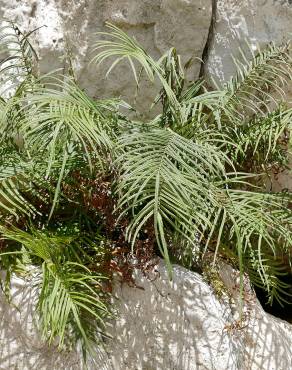 Fotografia 5 da espécie Pteris vittata no Jardim Botânico UTAD