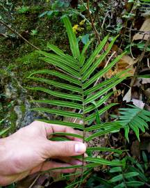 Fotografia da espécie Pteris vittata