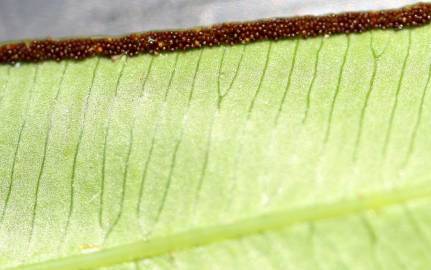 Fotografia da espécie Pteris umbrosa