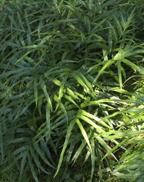 Fotografia 3 da espécie Pteris umbrosa no Jardim Botânico UTAD