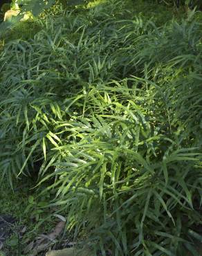 Fotografia 4 da espécie Pteris umbrosa no Jardim Botânico UTAD