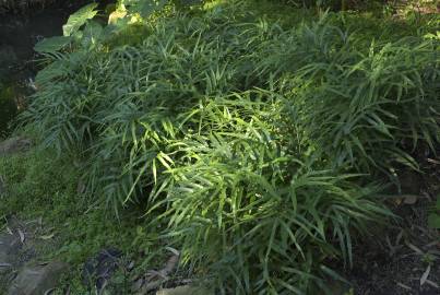 Fotografia da espécie Pteris umbrosa