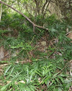 Fotografia 5 da espécie Pteris umbrosa no Jardim Botânico UTAD