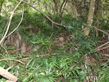 Fotografia da espécie Pteris umbrosa