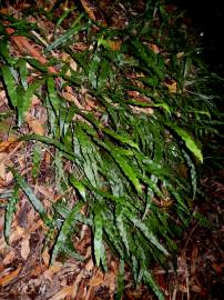 Fotografia da espécie Pteris umbrosa