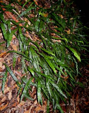 Fotografia 6 da espécie Pteris umbrosa no Jardim Botânico UTAD