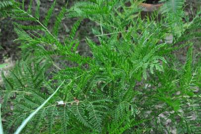 Fotografia da espécie Pteris dentata