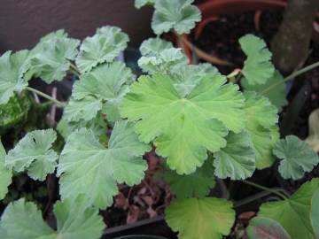 Fotografia da espécie Pelargonium x fragrans