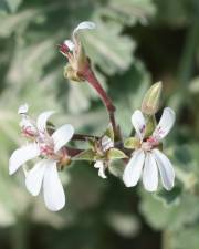 Fotografia da espécie Pelargonium x fragrans