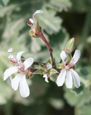 Fotografia 1 da espécie Pelargonium x fragrans no Jardim Botânico UTAD