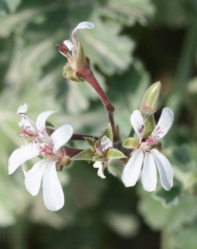 Fotografia de capa Pelargonium x fragrans - do Jardim Botânico