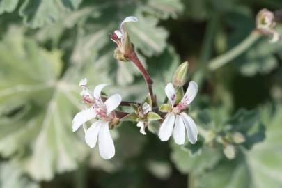 Fotografia da espécie Pelargonium x fragrans