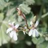 Fotografia 1 da espécie Pelargonium x fragrans do Jardim Botânico UTAD