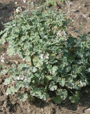 Fotografia 3 da espécie Pelargonium x fragrans no Jardim Botânico UTAD