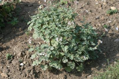 Fotografia da espécie Pelargonium x fragrans