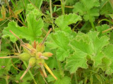 Fotografia da espécie Pelargonium capitatum