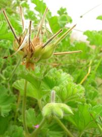 Fotografia da espécie Pelargonium capitatum