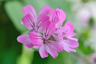 Fotografia da espécie Pelargonium capitatum